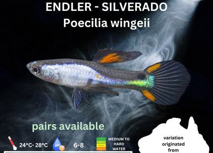 Endler - Silverado (Poecilia wingei) 3 - 5cm - Nano Tanks Australia Aquarium Shop