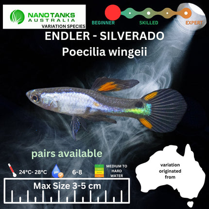 Endler - Silverado (Poecilia wingei) 3 - 5cm - Nano Tanks Australia Aquarium Shop