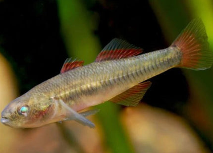 Firetail Gudgeon 2 - 4cm - Nano Tanks Australia Aquarium Shop