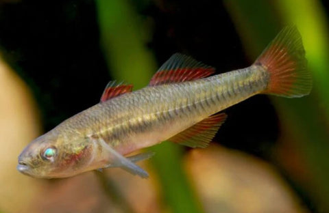 Firetail Gudgeon 2 - 4cm - Nano Tanks Australia Aquarium Shop