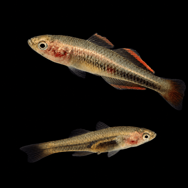 Firetail Gudgeon (Hypseleotris galii) 2-4cm - Nano Tanks Australia