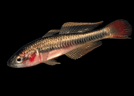 Firetail Gudgeon (Hypseleotris galii) 2-4cm - Nano Tanks Australia