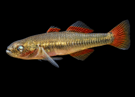 Firetail Gudgeon (Hypseleotris galii) 2-4cm - Nano Tanks Australia