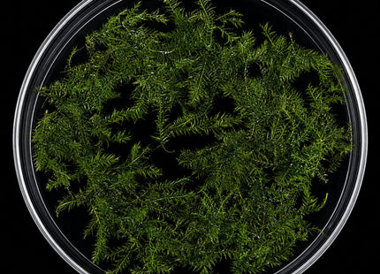 Fissidens Moss 5×5cm Portion - Nano Tanks Australia