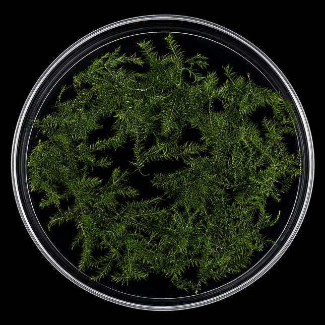 Fissidens Moss 5×5cm Portion - Nano Tanks Australia