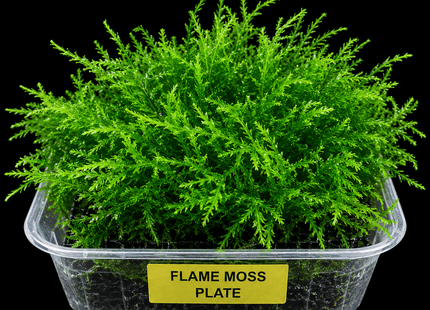 Flame Moss Plate - Nano Tanks Australia