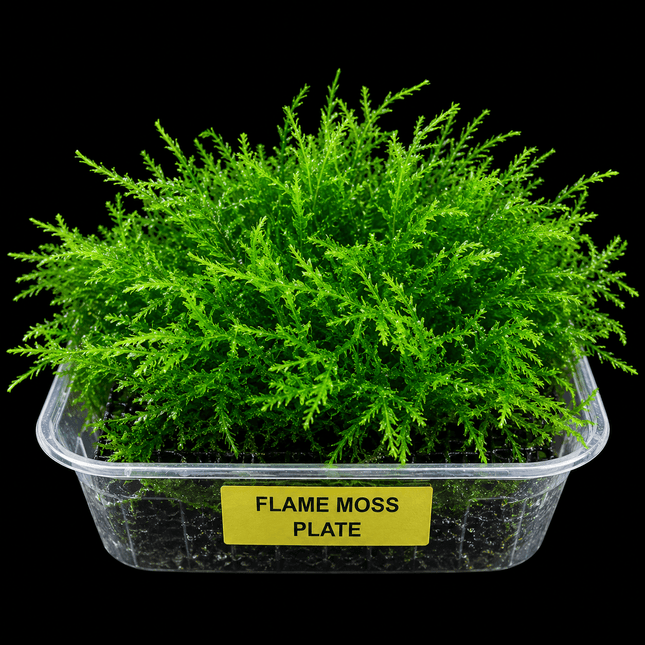 Flame Moss Plate - Nano Tanks Australia
