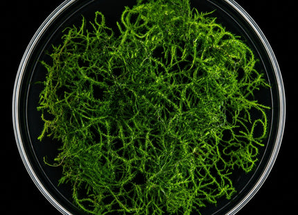 Flame Moss (Taxiphyllum sp. 'Flame') 5×5cm Portion - Nano Tanks Australia