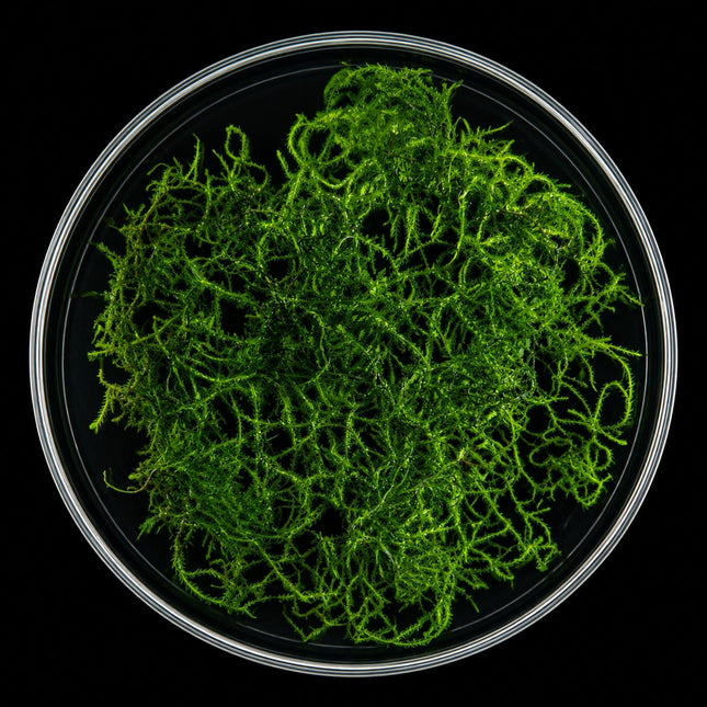 Flame Moss (Taxiphyllum sp. 'Flame') 5×5cm Portion - Nano Tanks Australia