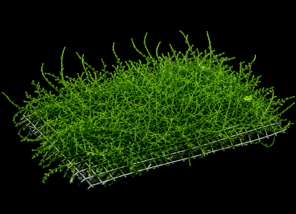 Flame Moss - Thin Form on plate - Nano Tanks Australia