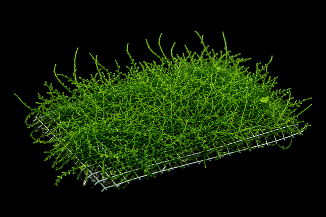 Flame Moss - Thin Form on plate - Nano Tanks Australia