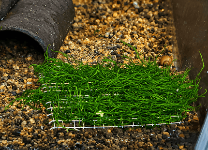 Flame Moss - Thin Form on plate - Nano Tanks Australia