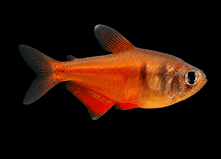Flame Tetra 2-4cm - Nano Tanks Australia