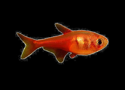 Flame Tetra (Hyphessobrycon flammeus) 3cm