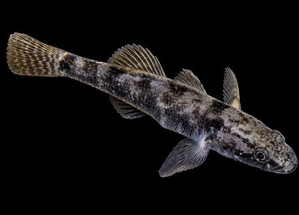 Flathead Gudgeon (Philypnodon grandiceps) 2-4cm - Nano Tanks Australia