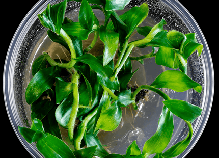 Floscopa scandens 'Mini Bamboo' Tissue Culture - Nano Tanks Australia