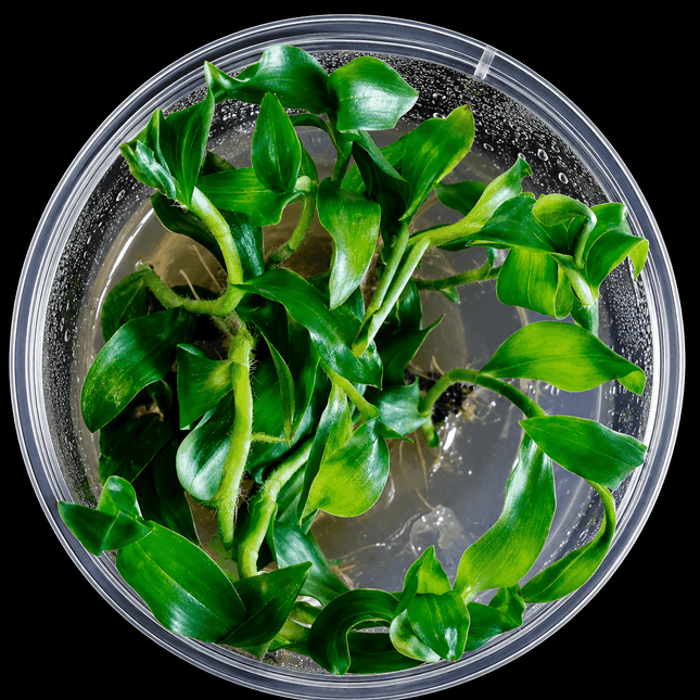 Floscopa scandens 'Mini Bamboo' Tissue Culture - Nano Tanks Australia