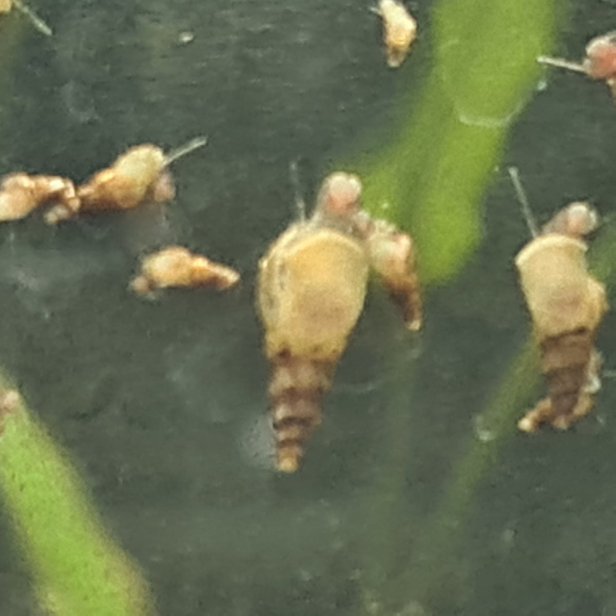 For 5 Snails - Malaysian Trumpet Snails .5cm minimum size - Nano Tanks Australia Aquarium Shop