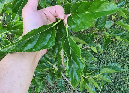 🌿 Fresh Mulberry Leaves – Premium Hand - Selected | 100g–1kg - Nano Tanks Australia