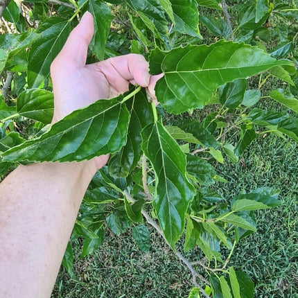 🌿 Fresh Mulberry Leaves – Premium Hand - Selected | 100g–1kg - Nano Tanks Australia