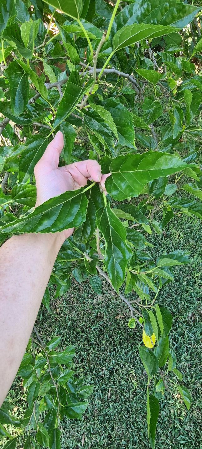 🌿 Fresh Mulberry Leaves – Premium Hand - Selected | 100g–1kg - Nano Tanks Australia