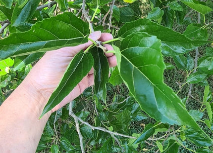🌿 Fresh Mulberry Leaves – Premium Hand - Selected | 100g–1kg - Nano Tanks Australia