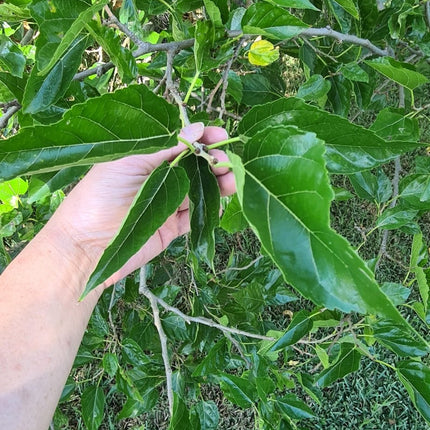 🌿 Fresh Mulberry Leaves – Premium Hand - Selected | 100g–1kg - Nano Tanks Australia