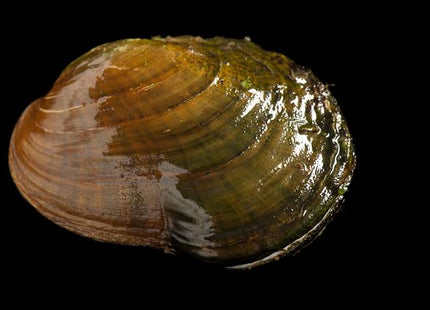 Freshwater Mussels - Nano Tanks Australia