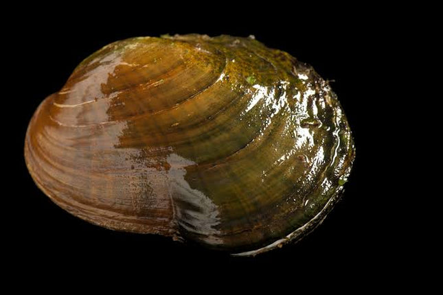Freshwater Mussels - Nano Tanks Australia