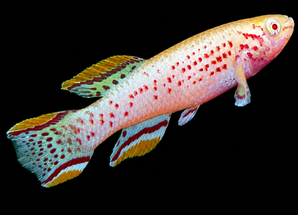Fundulopanchax gardneri Albino (Fundulopanchax gardneri) - Nano Tanks Australia