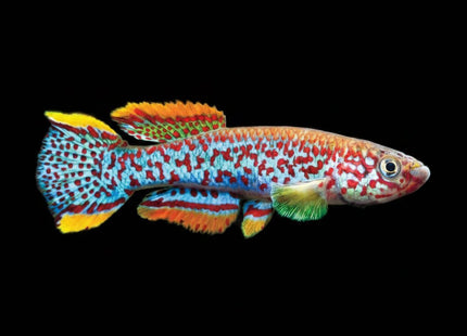 Fundulopanchax Gardneri Killifish 2-4cm - Nano Tanks Australia