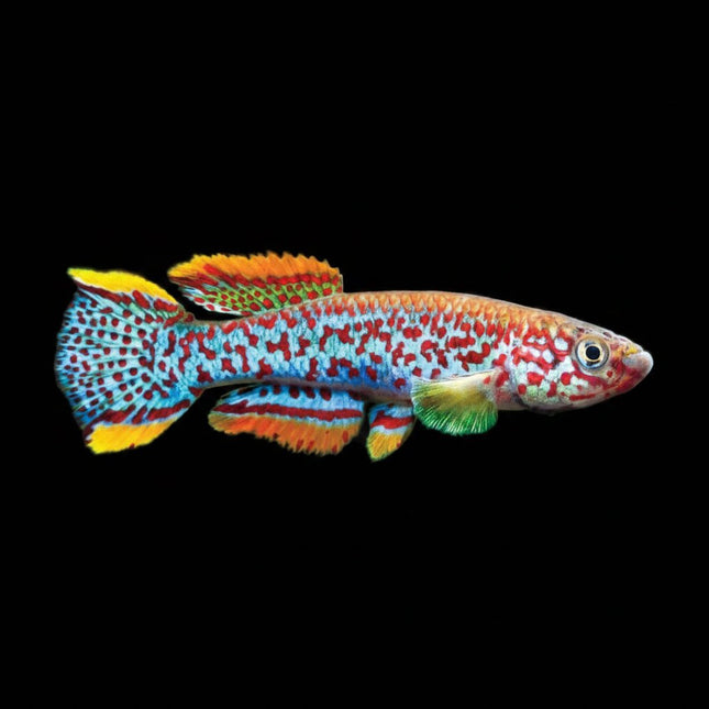 Fundulopanchax Gardneri Killifish 2-4cm - Nano Tanks Australia
