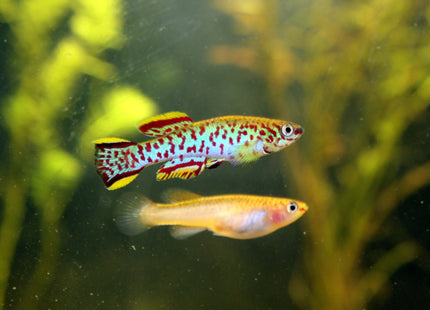 Fundulopanchax Gardneri Killifish Average Size 3 cm - Nano Tanks Australia Aquarium Shop