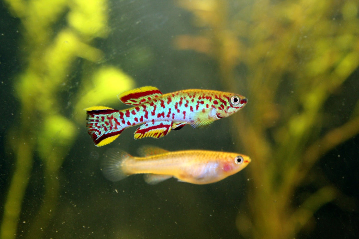 Fundulopanchax Gardneri Killifish Average Size 3 cm - Nano Tanks Australia Aquarium Shop