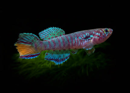 Fundulopanchax sjoestedti sold as pair 1M1F - Nano Tanks Australia