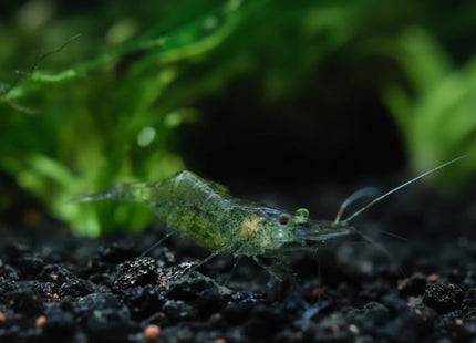 Glass Shrimps - Nano Tanks Australia
