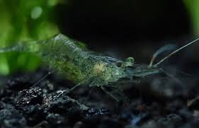 Glass Shrimps - Nano Tanks Australia