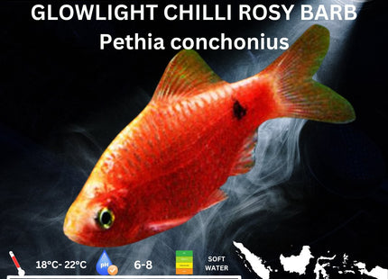 Glowlight Chilli Rosy Barbs Pethia conchonius 3cm - Nano Tanks Australia Aquarium Shop
