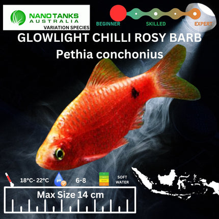 Glowlight Chilli Rosy Barbs Pethia conchonius 3cm - Nano Tanks Australia Aquarium Shop