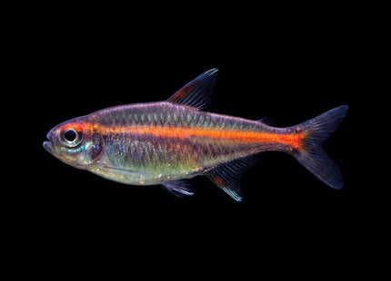 Glowlight Tetra 2.5–3 cm - Nano Tanks Australia