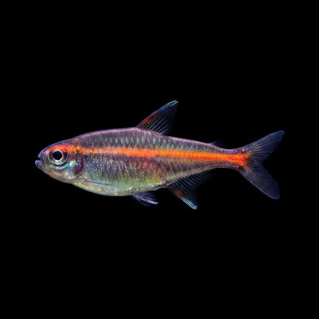 Glowlight Tetra 2.5–3 cm - Nano Tanks Australia