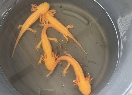 Gold Axolotl 15cm **located offsite** - Nano Tanks Australia Aquarium Shop
