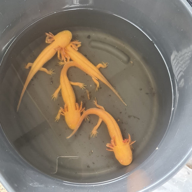 Gold Axolotl 15cm **located offsite** - Nano Tanks Australia Aquarium Shop