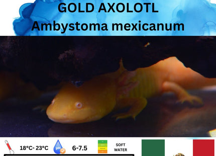 Gold Axolotl 15cm **located offsite** - Nano Tanks Australia Aquarium Shop