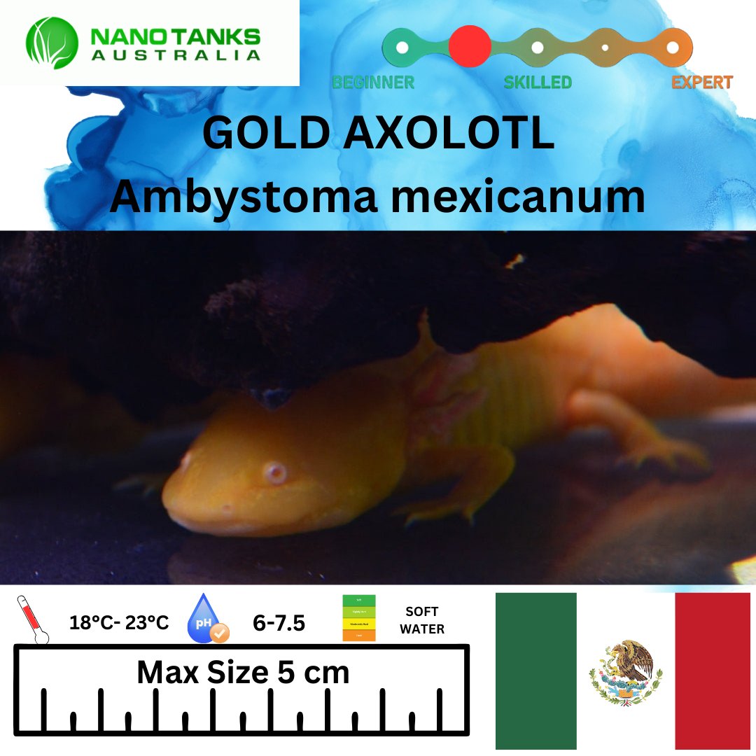 Gold Axolotl 15cm **located offsite** - Nano Tanks Australia Aquarium Shop