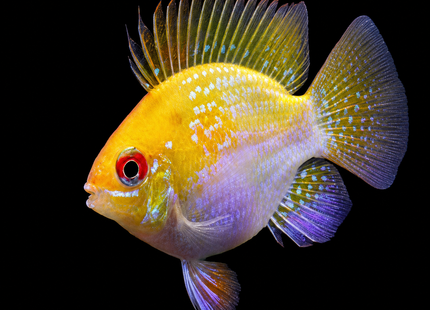 Gold Balloon Rams 5cm - Nano Tanks Australia