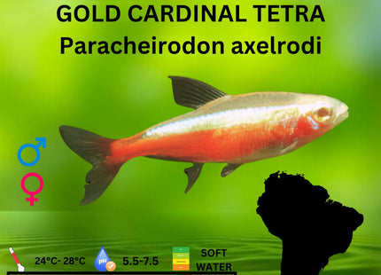 GOLD Cardinal Tetra 2.5 - 3cm - Nano Tanks Australia Aquarium Shop