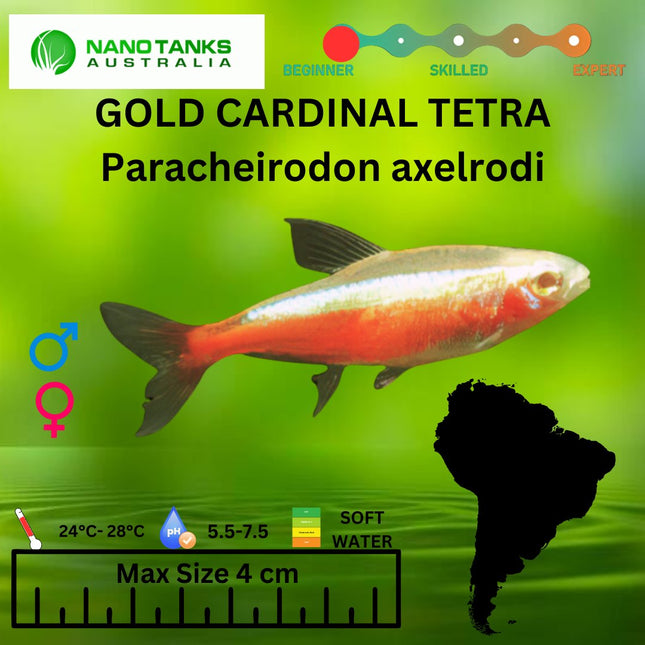 GOLD Cardinal Tetra 2.5 - 3cm - Nano Tanks Australia Aquarium Shop