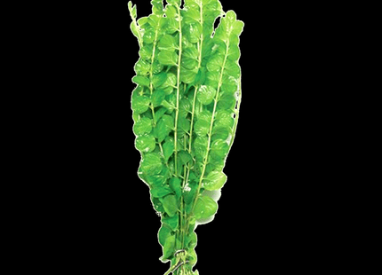 Gold / Green Pennywort – 5 Stems ~10cm - Nano Tanks Australia