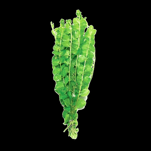 Gold / Green Pennywort – 5 Stems ~10cm - Nano Tanks Australia